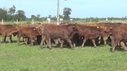 Lote 7 – N° insp. 5795