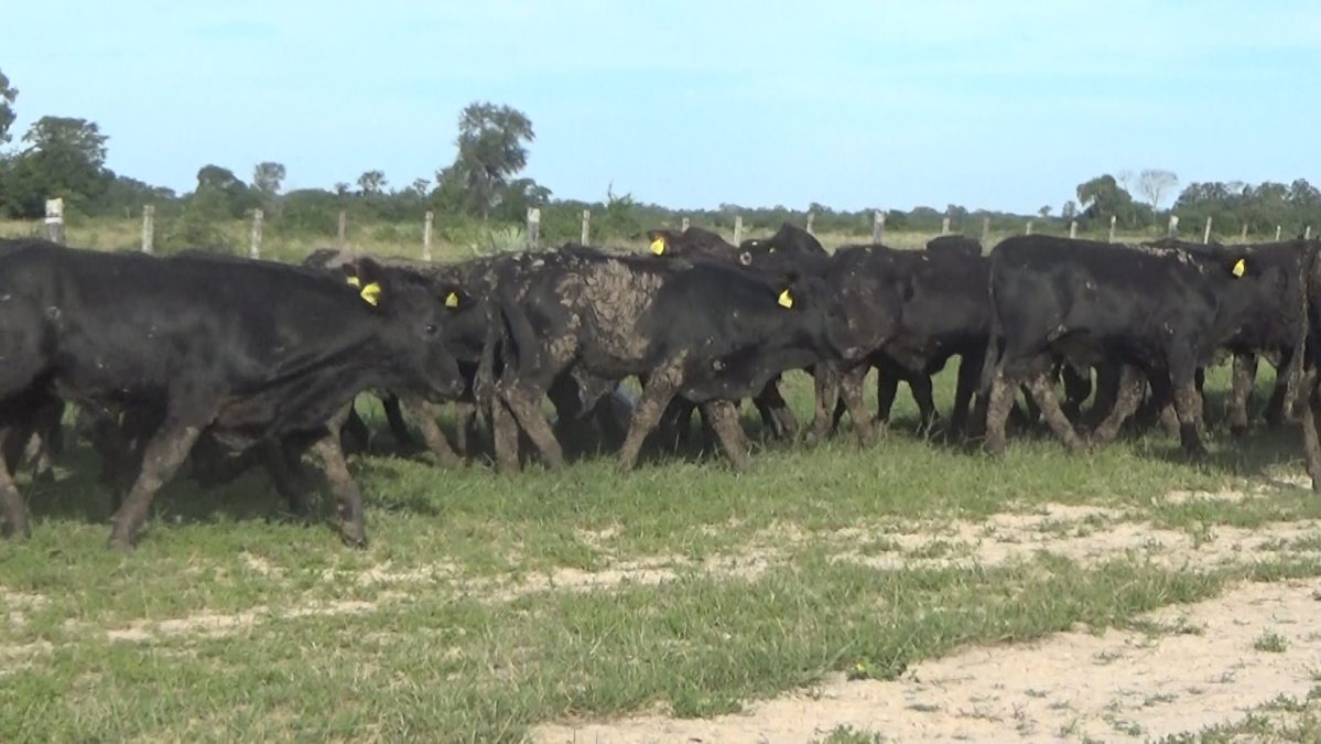Feria Especial CEA ─ lote Lote 6 – N° insp. 5796