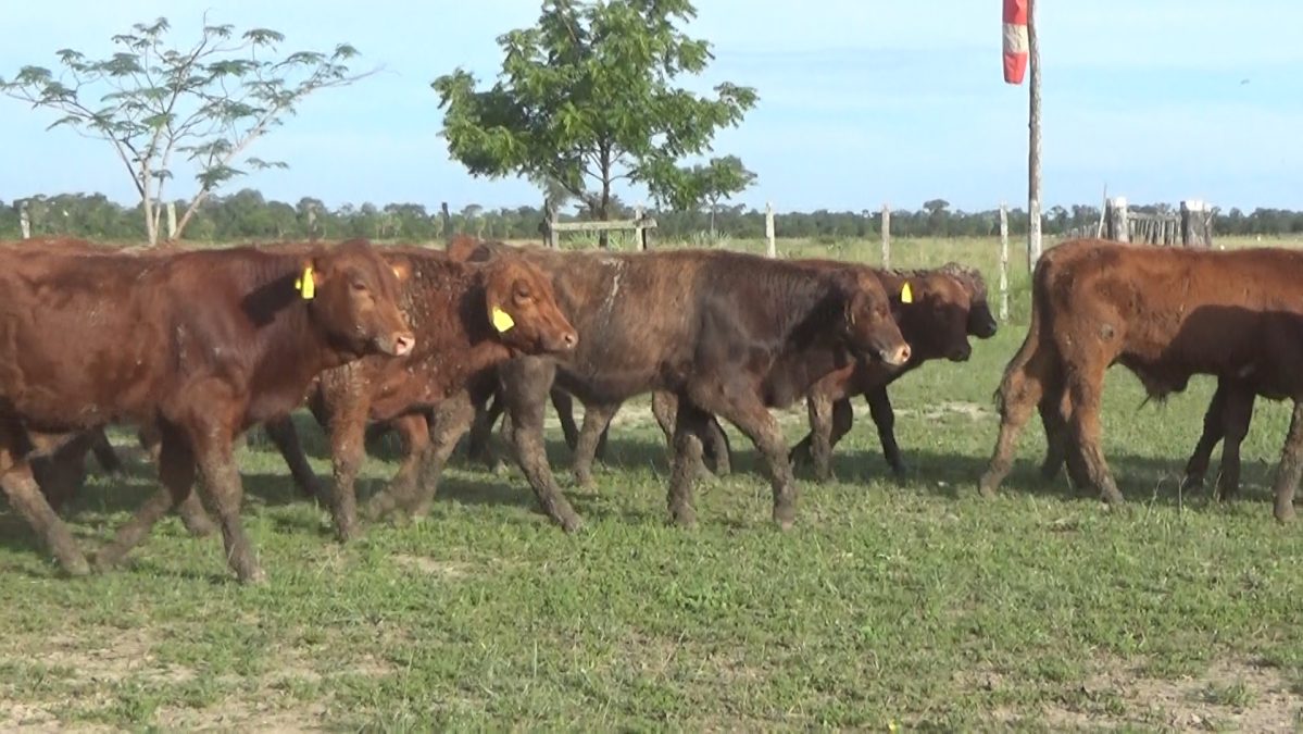 Feria Especial CEA ─ lote 5797.1
