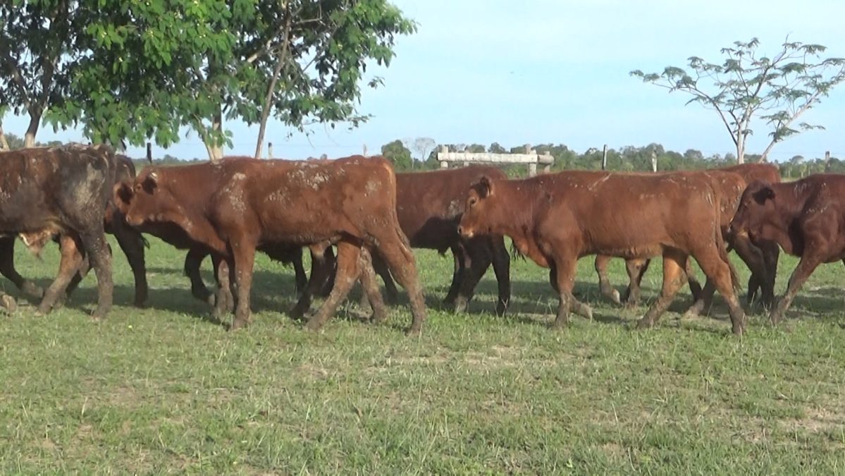 Feria Especial CEA ─ lote Lote 4 – N° insp. 5797