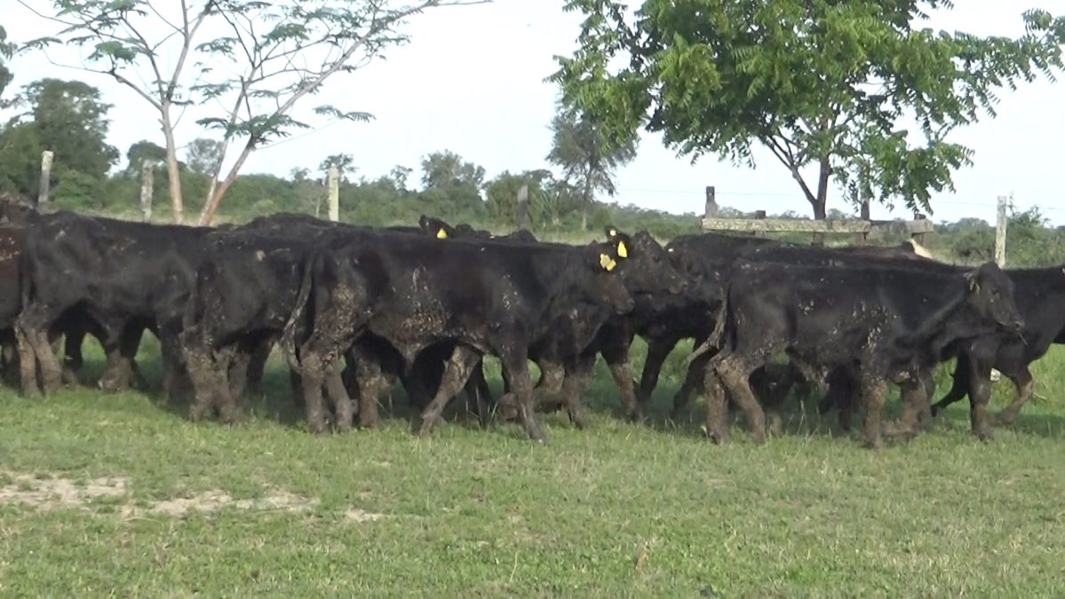 Feria Especial CEA ─ lote 5797.3