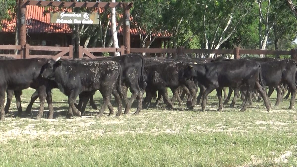 Feria Especial CEA ─ lote 5798.1