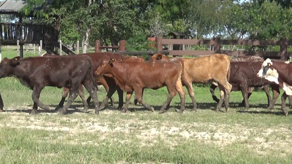 Feria Especial CEA ─ lote 5798.3
