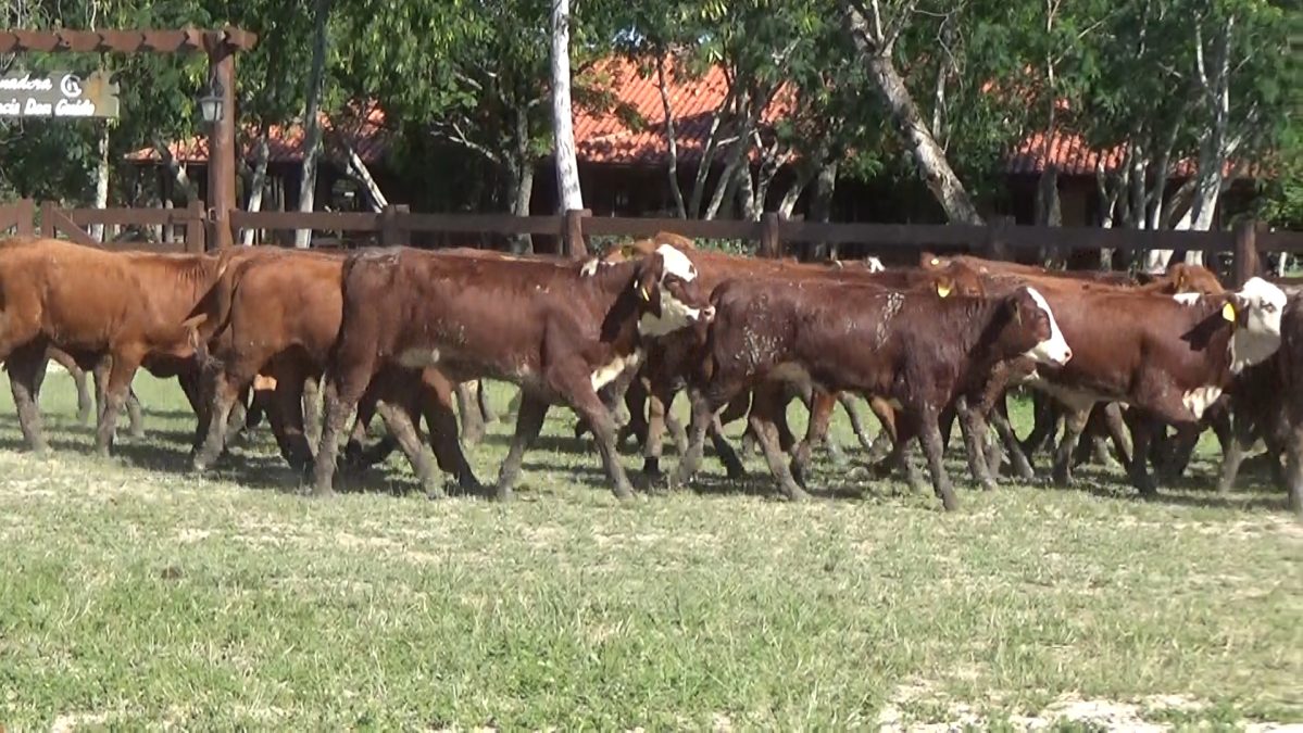 Feria Especial CEA ─ lote Lote 26 – N° insp. 5798