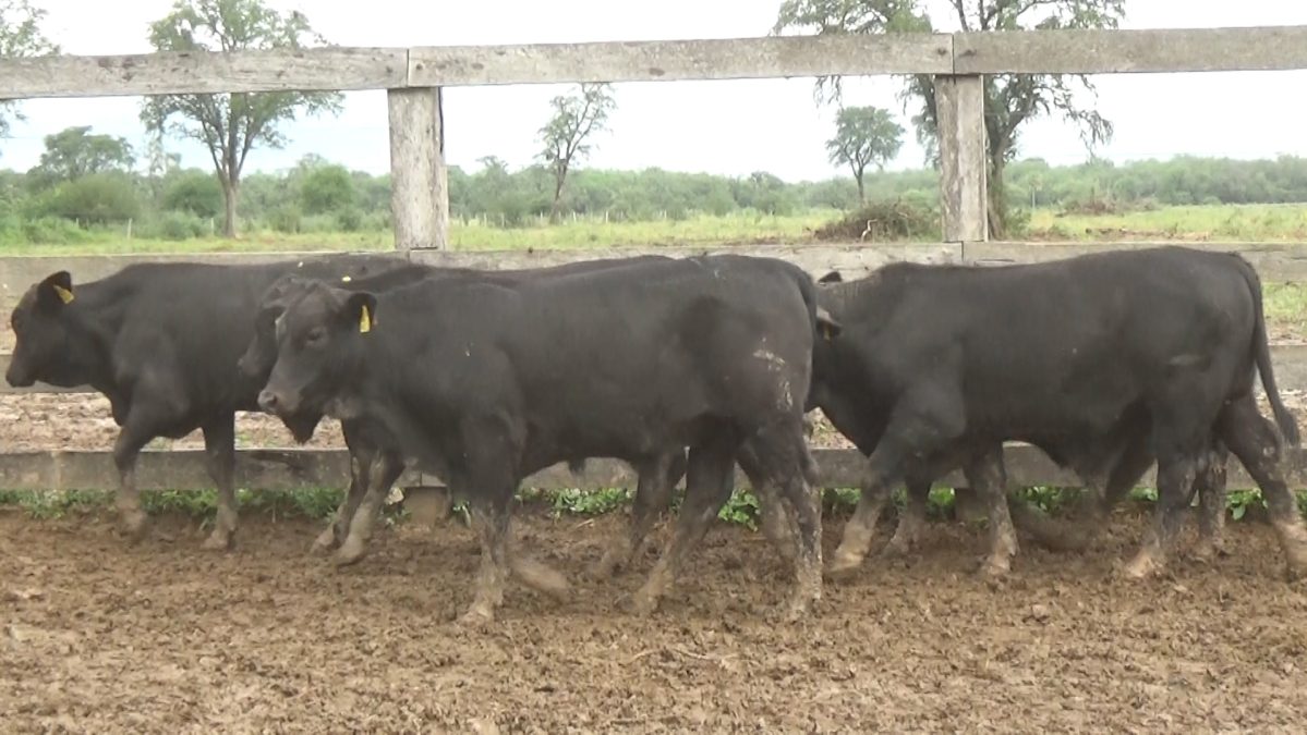 Feria Especial CEA ─ lote 5807.1
