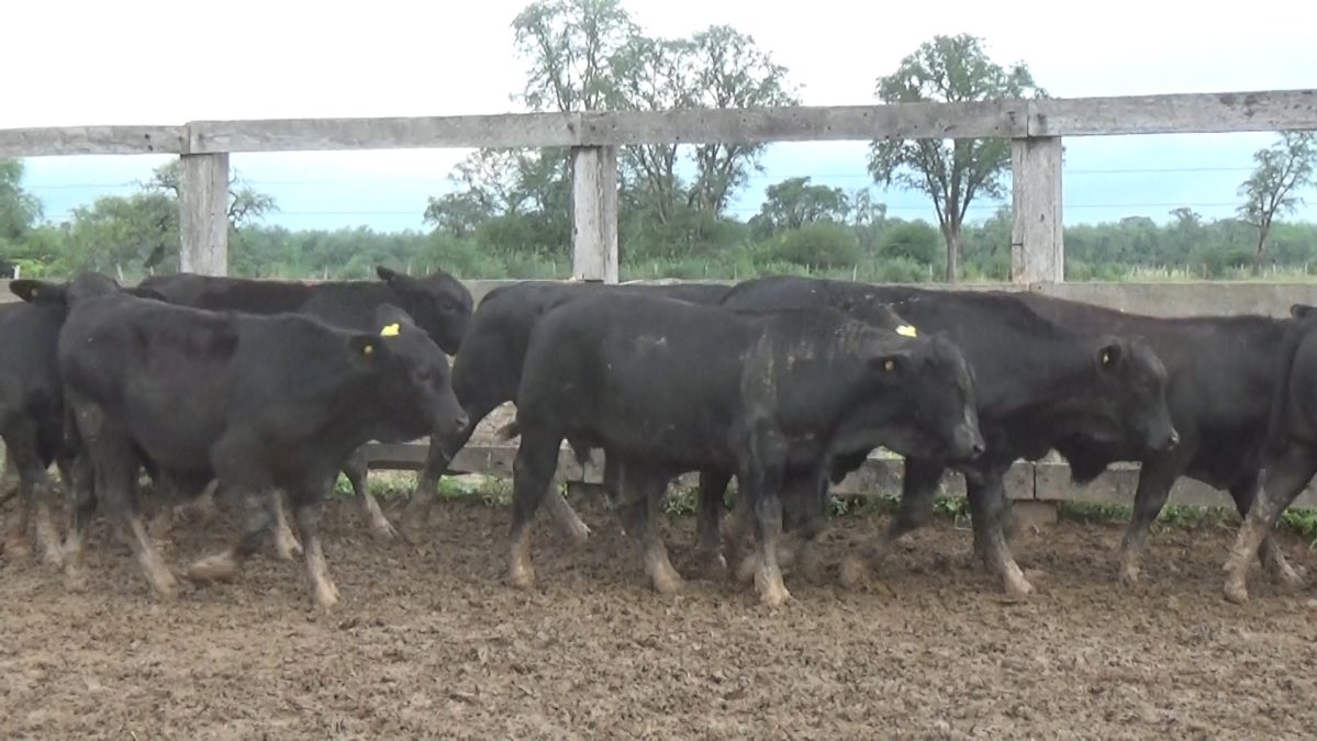 Feria Especial CEA ─ lote 5807.2
