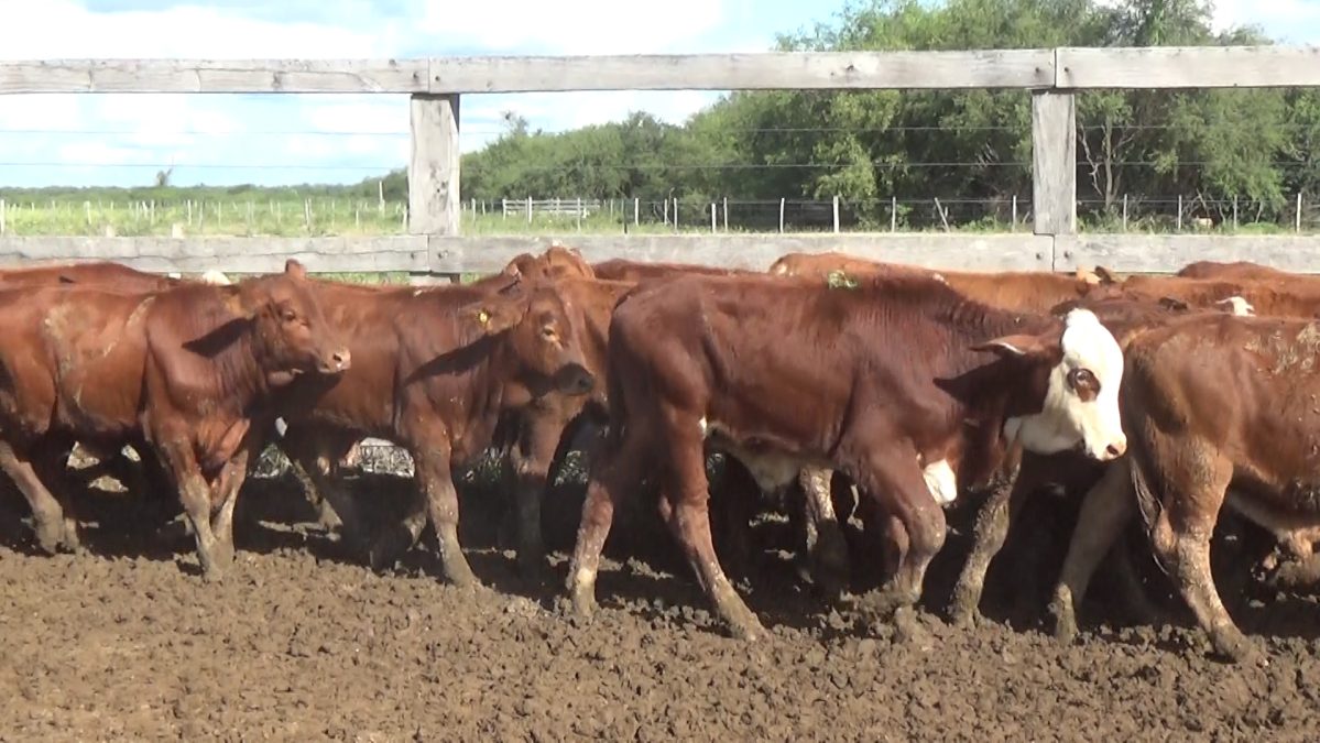 Feria Especial CEA ─ lote Lote 1 – N° insp. 5808