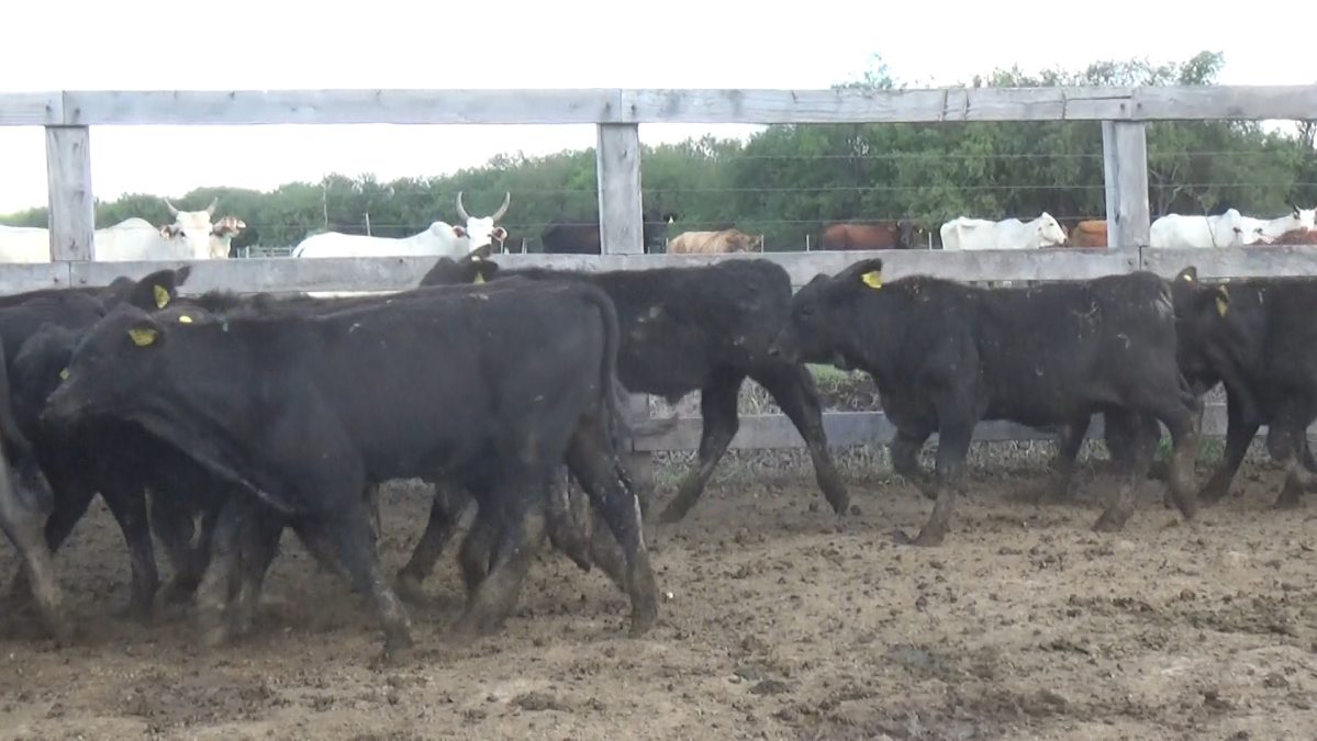 Feria Especial CEA ─ lote 5808.2
