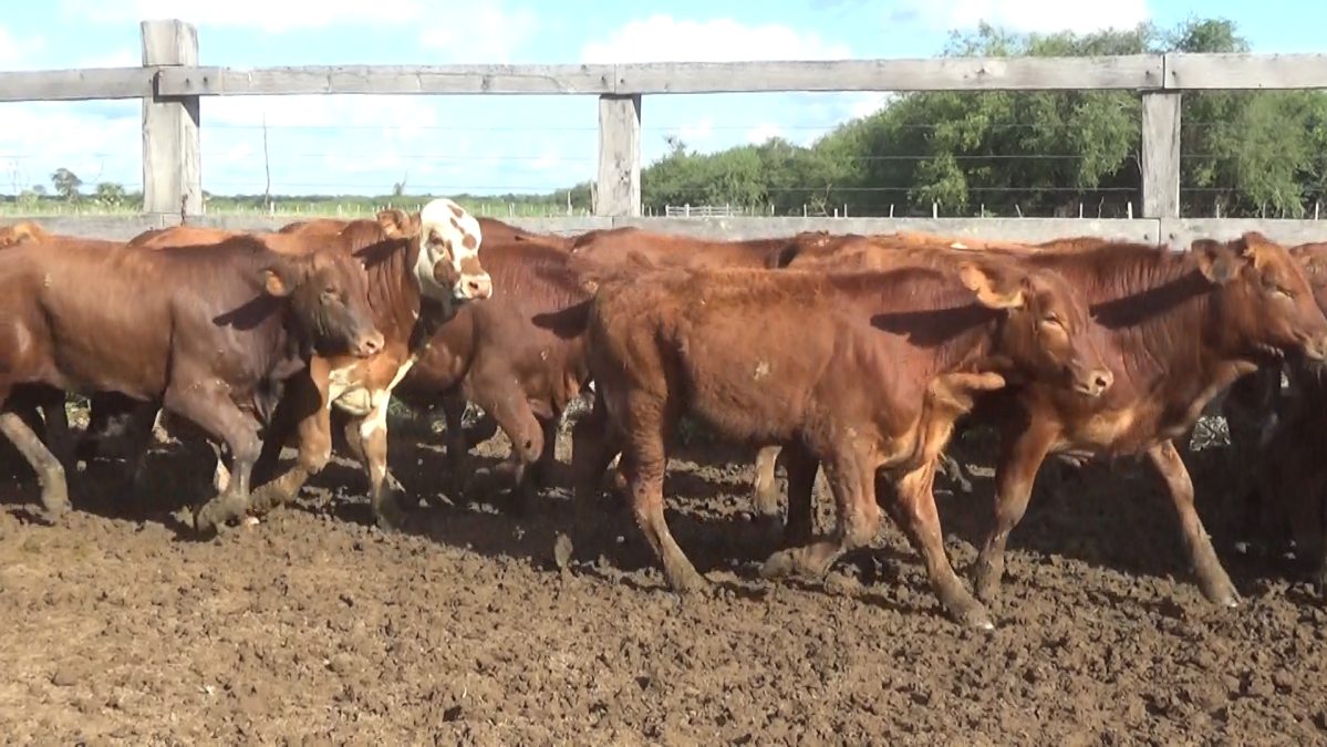 Feria Especial CEA ─ lote Lote 10 – N° insp. 5809
