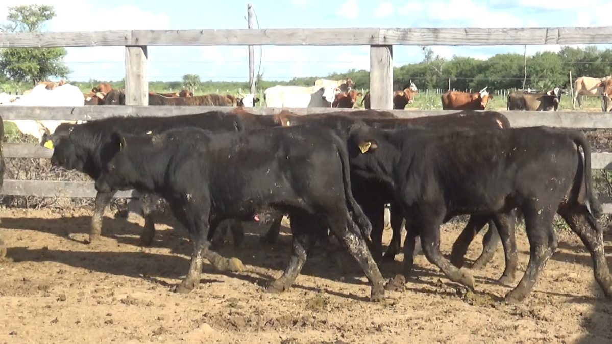 Feria Especial CEA ─ lote 5809.2