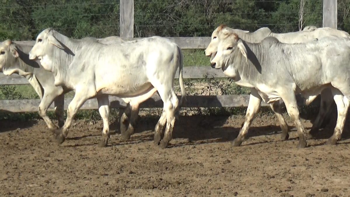 Feria Especial CEA ─ lote 5809.3