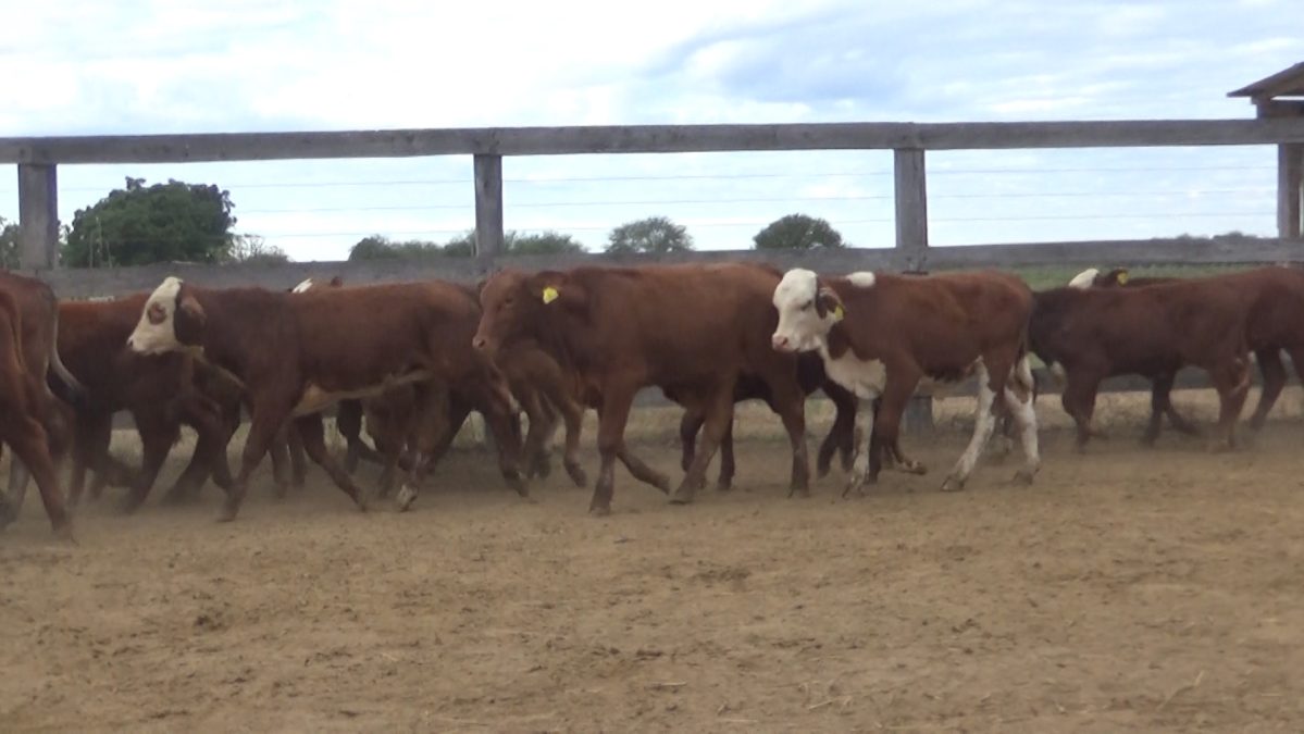 Feria Especial Regional Central Chaco ─ lote Lote 1 – N° insp. 5617