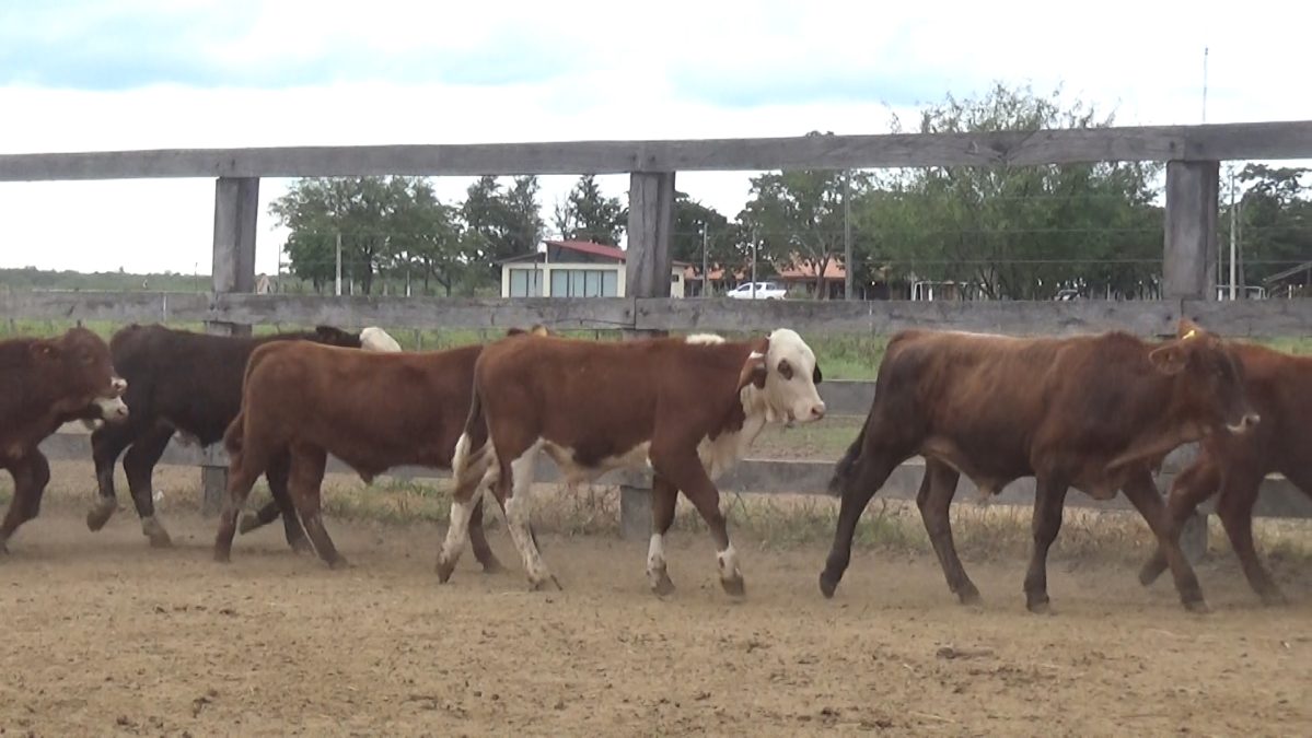 Feria Especial Regional Central Chaco ─ lote 01.2