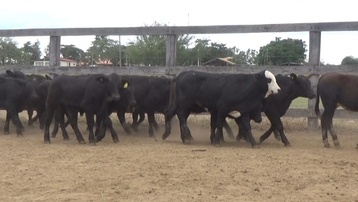 Feria Especial Regional Central Chaco ─ lote 01.3