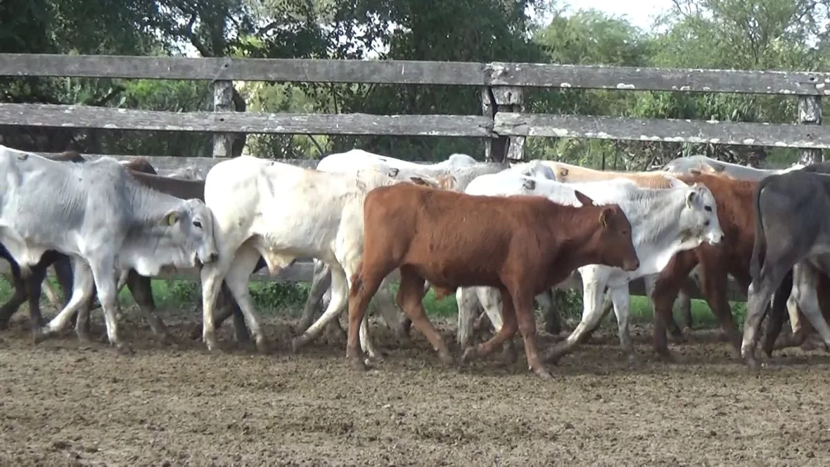 Feria Especial Regional Central Chaco ─ lote Lote 2 – N° insp. 5811