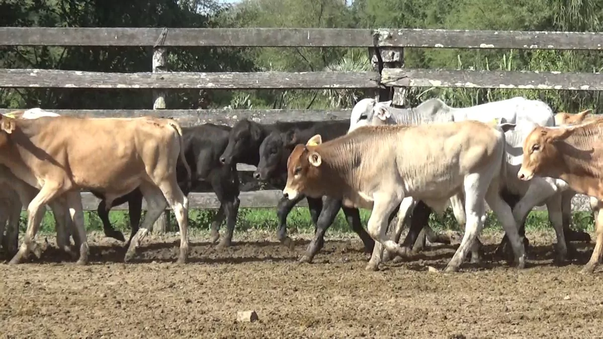 Feria Especial Regional Central Chaco ─ lote 02.2