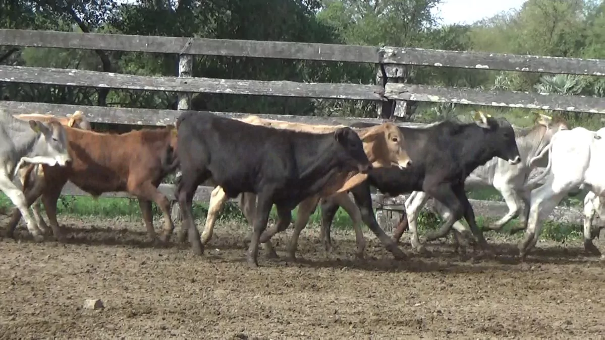 Feria Especial Regional Central Chaco ─ lote 02.3