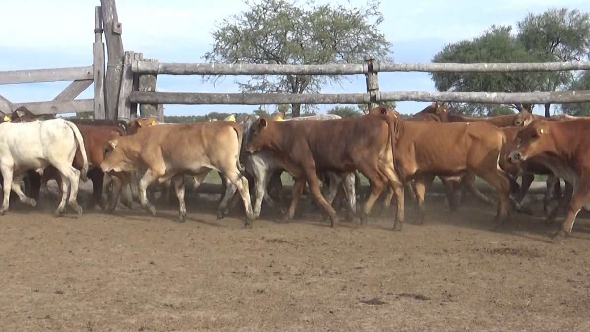 Feria Especial Regional Central Chaco ─ lote 03.1