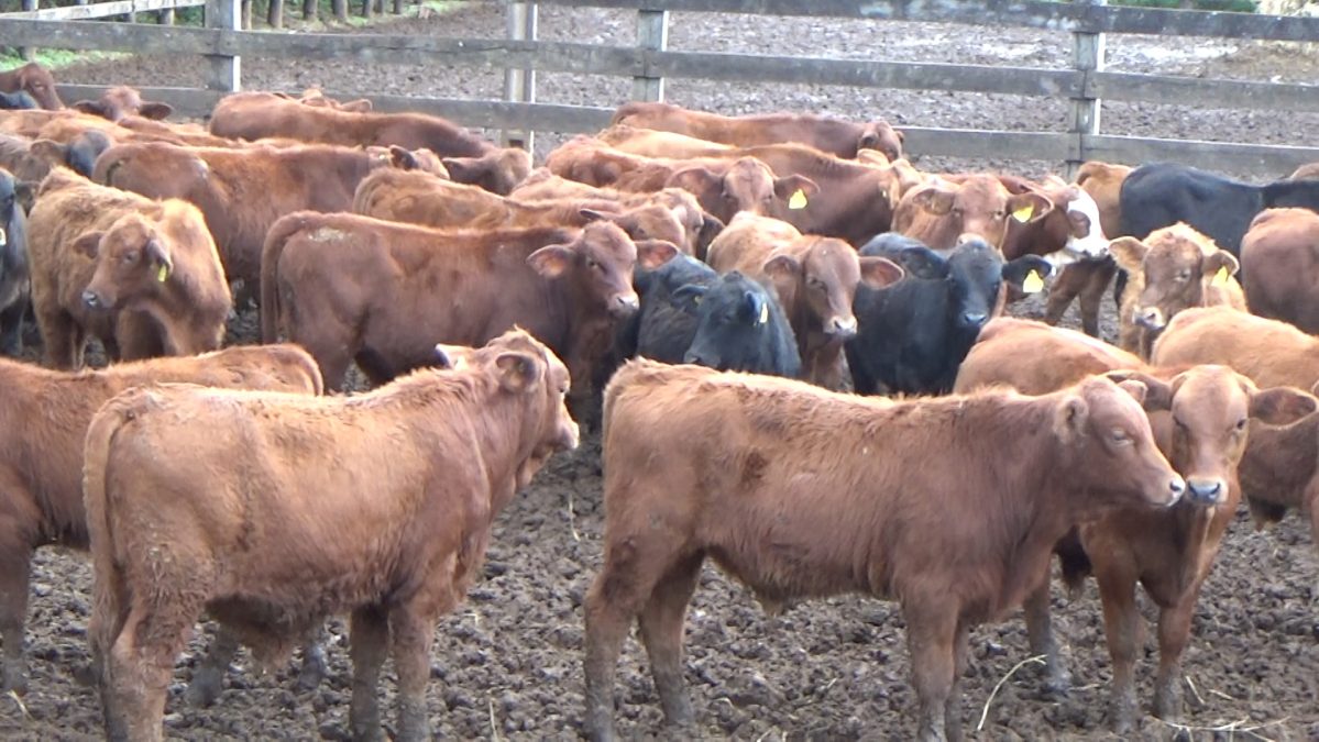 Feria Especial CEA ─ lote Lote 3 – N° insp. 5749