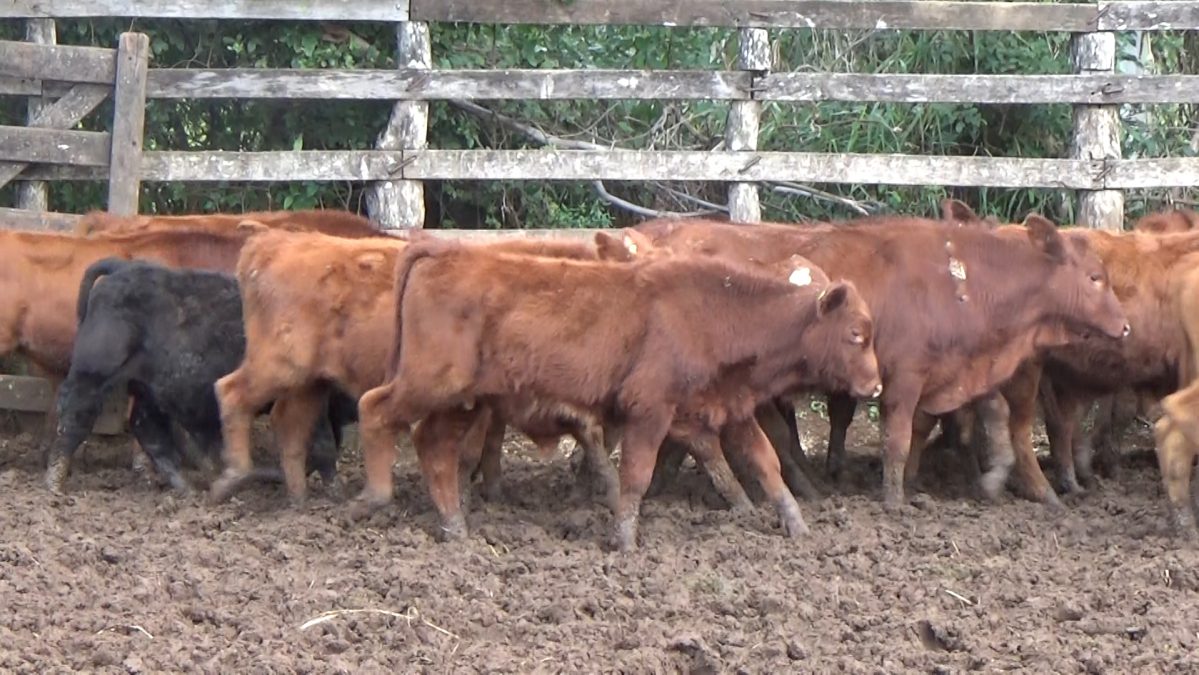 Feria Especial CEA ─ lote 03.2