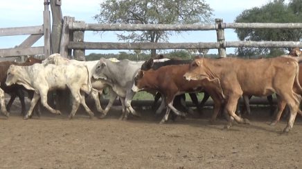 Lote 3 – N° insp. 5620