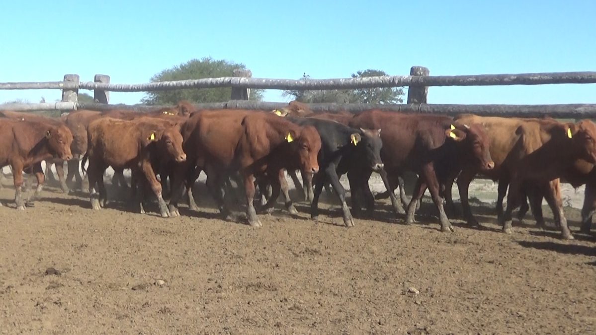 Feria Especial Regional Central Chaco ─ lote 04.1
