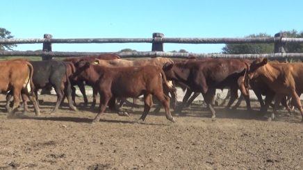 Lote 4 – N° insp. 5616