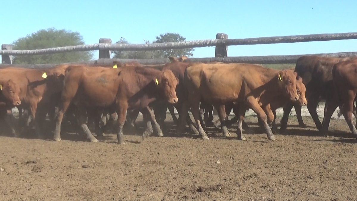 Feria Especial Regional Central Chaco ─ lote 04.3