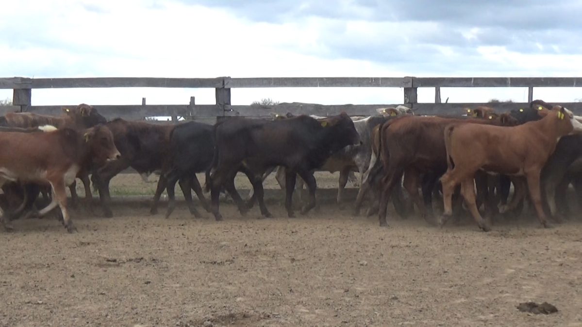 Feria Especial Regional Central Chaco ─ lote Lote 5 – N° insp. 5621