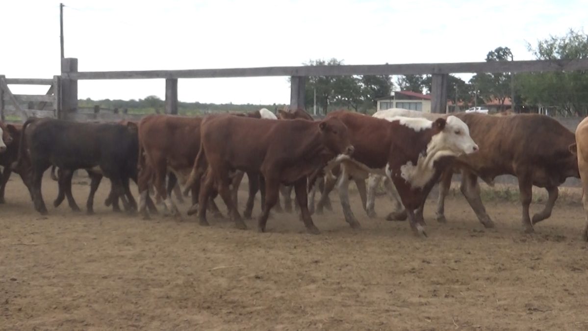 Feria Especial Regional Central Chaco ─ lote Lote 6 – N° insp. 5618