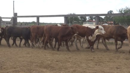 Lote 6 – N° insp. 5618