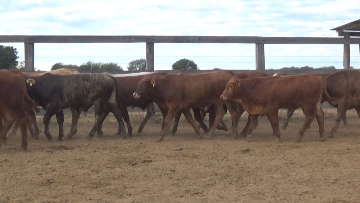 Feria Especial Regional Central Chaco ─ lote 06.2