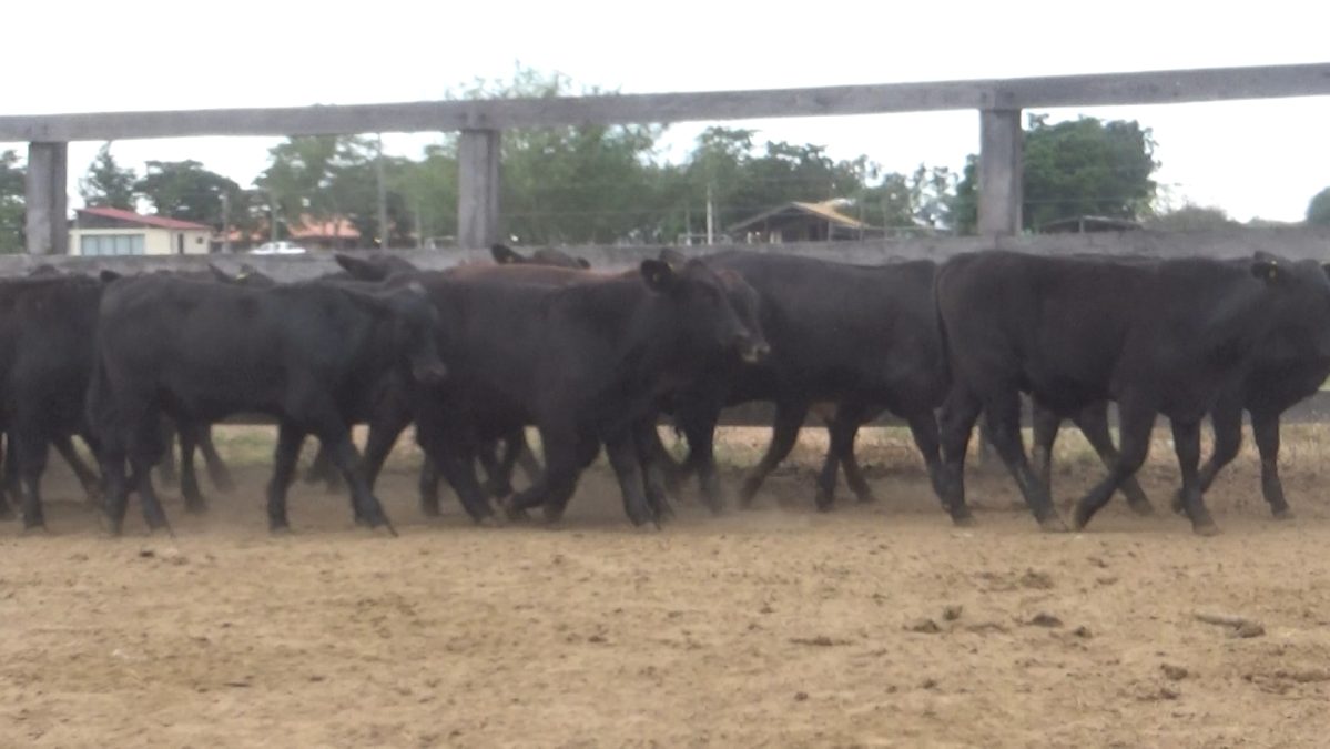 Feria Especial Regional Central Chaco ─ lote 06.3