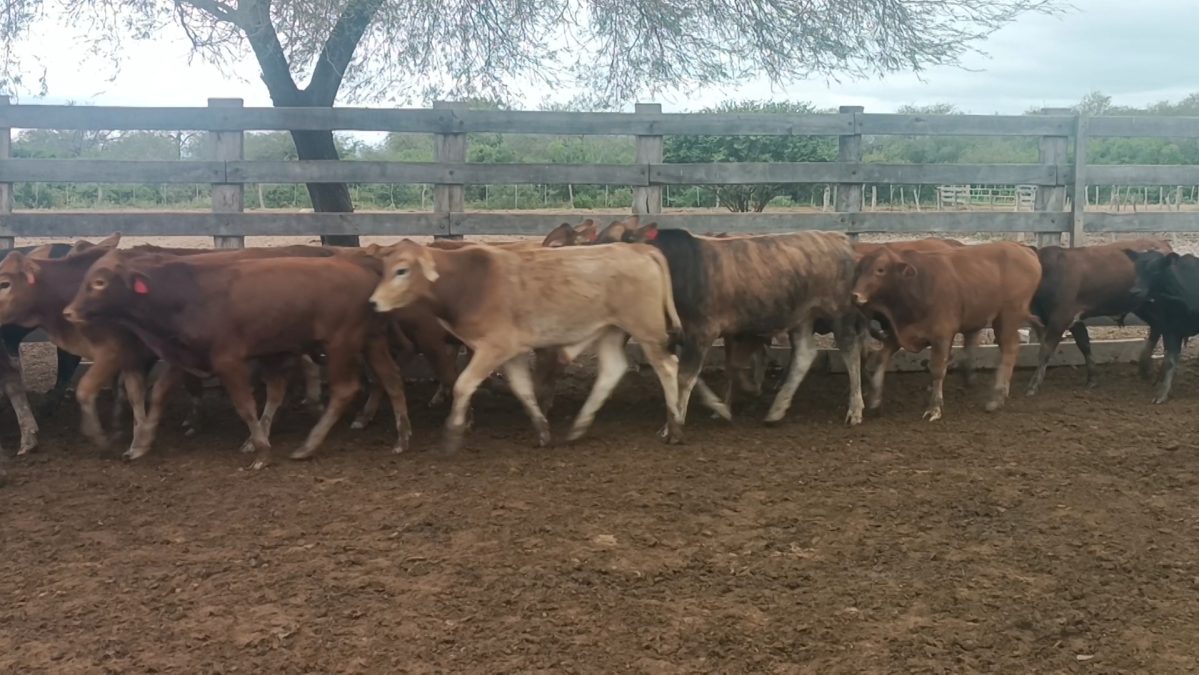 Feria Especial Regional Central Chaco ─ lote 07.2