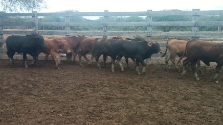 Lote 7 – N° insp. 5245