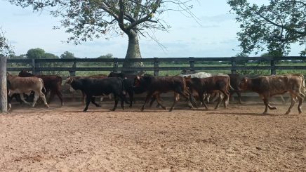 Lote 8 – N° insp. 5243