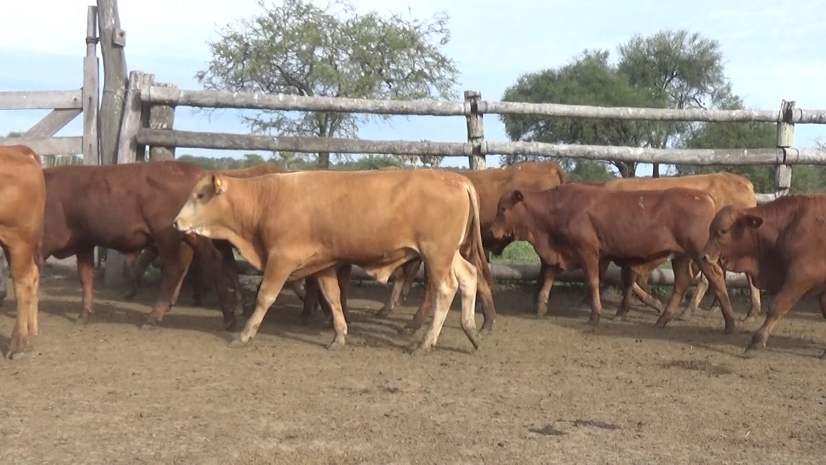 Feria Especial Regional Central Chaco ─ lote 09.1