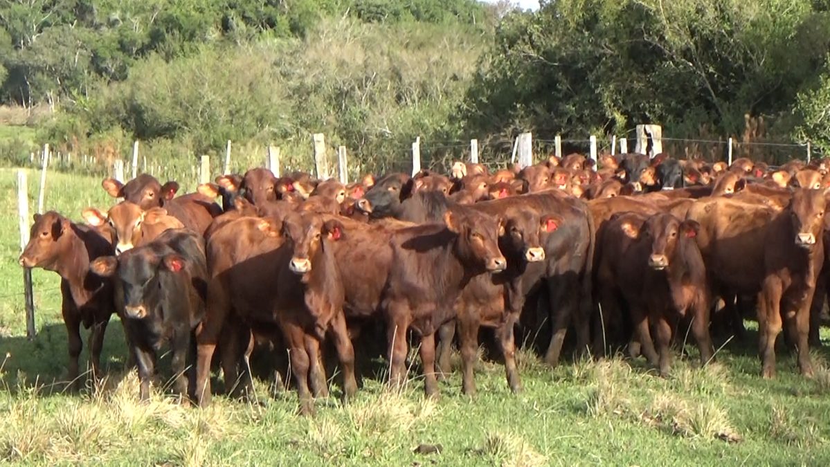 Feria Especial CEA ─ lote Lote 9 – N° insp. 2795