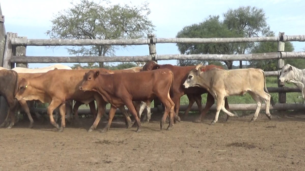 Feria Especial Regional Central Chaco ─ lote Lote 9 – N° insp. 5619