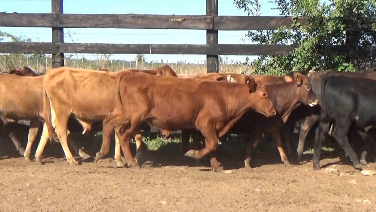 Feria Especial Regional Central Chaco ─ lote 10.1
