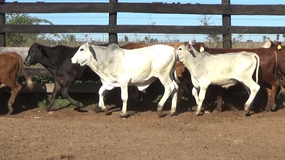 Feria Especial Regional Central Chaco ─ lote Lote 10 – N° insp. 5952