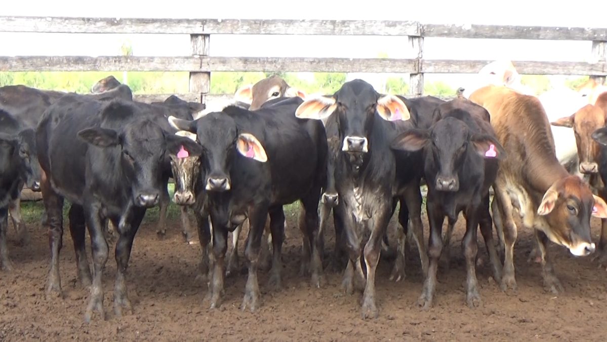 Feria Especial Regional Central Chaco ─ lote Lote 11 – N° insp. 5951