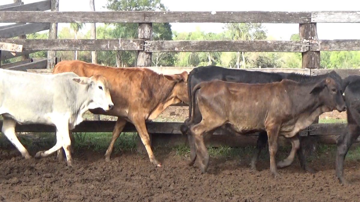 Feria Especial Regional Central Chaco ─ lote 11.2