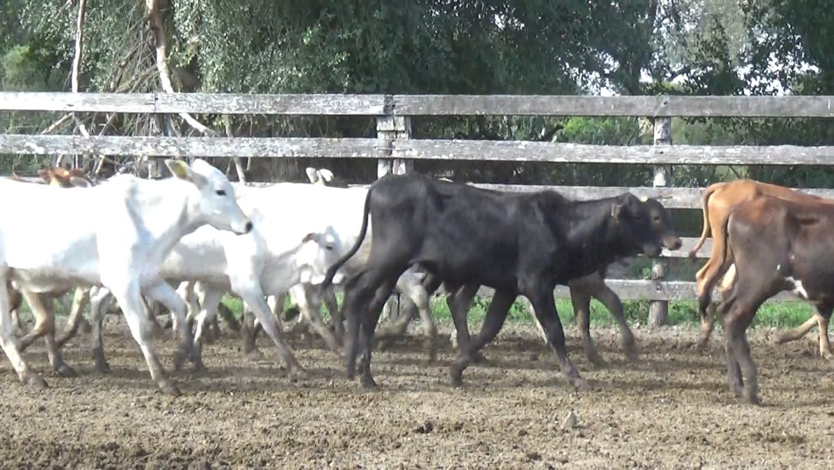 Feria Especial Regional Central Chaco ─ lote Lote 12 – N° insp. 5810