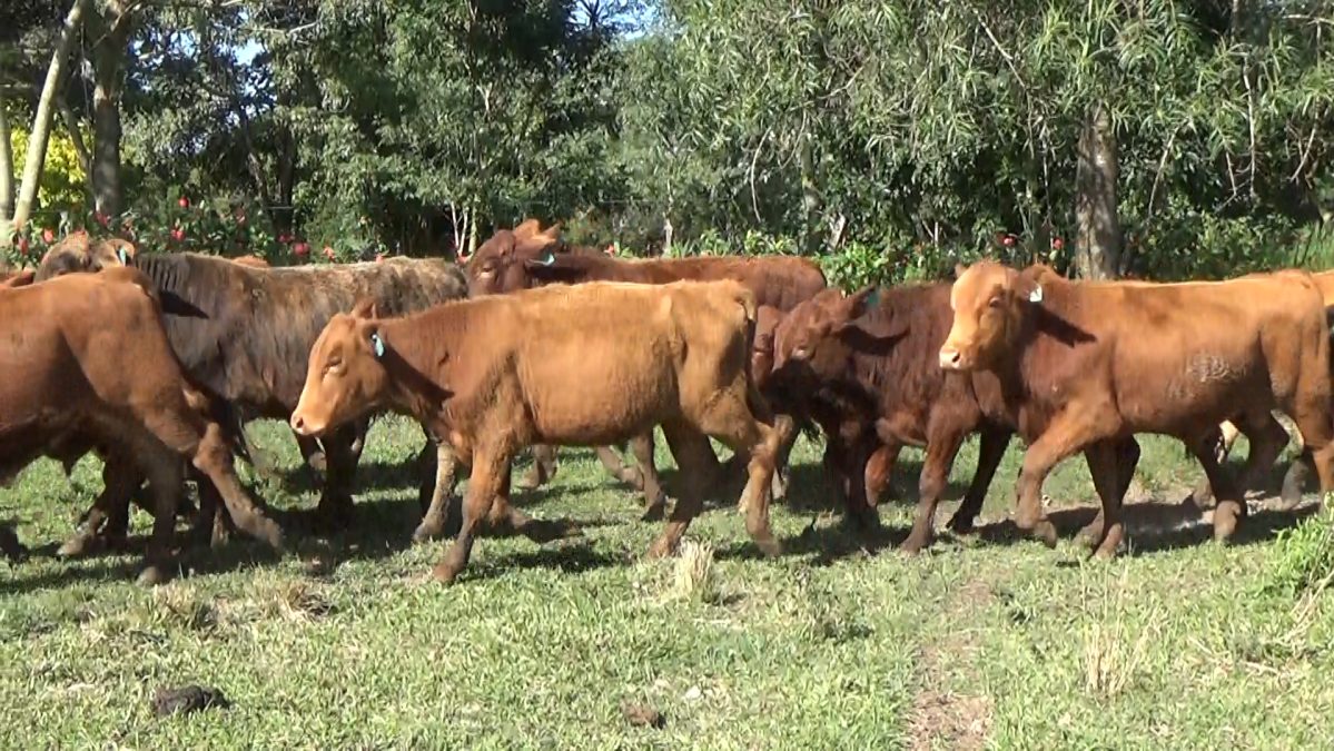 Feria Especial CEA ─ lote 12.3