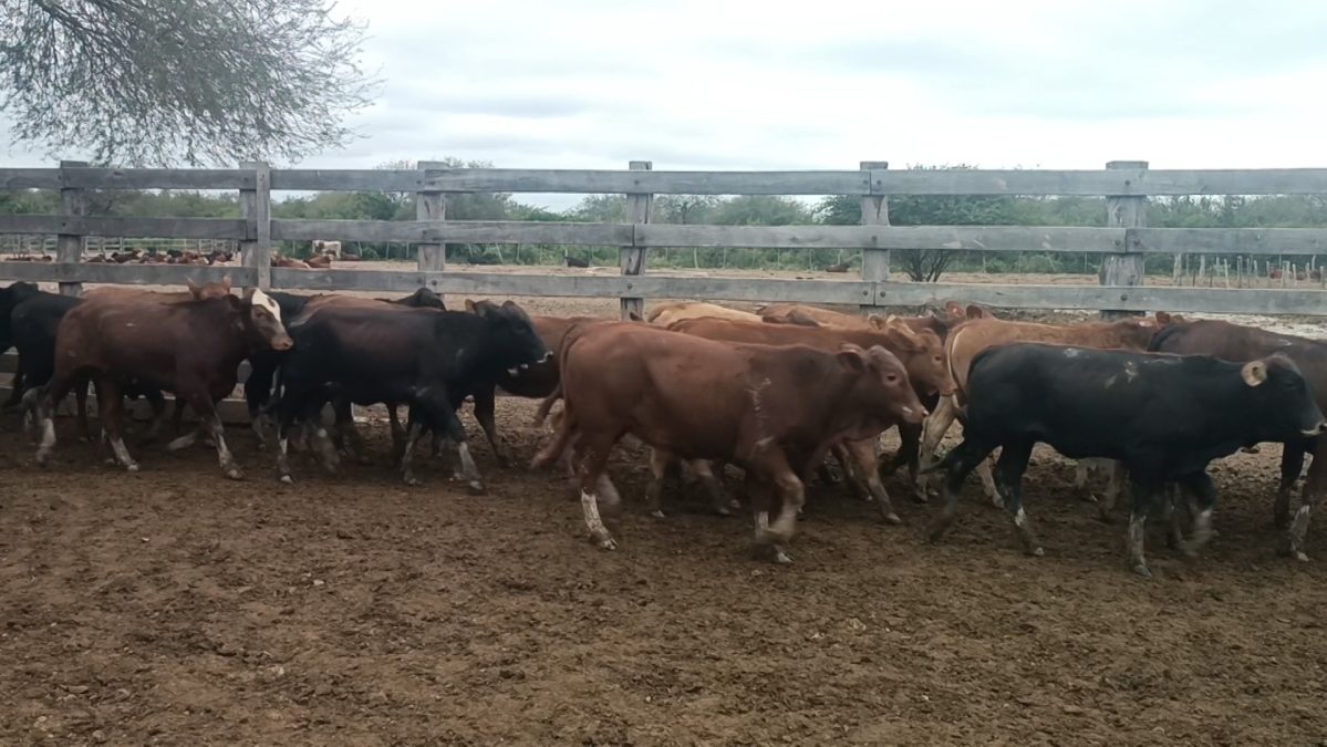 Feria Especial Regional Central Chaco ─ lote 13.1