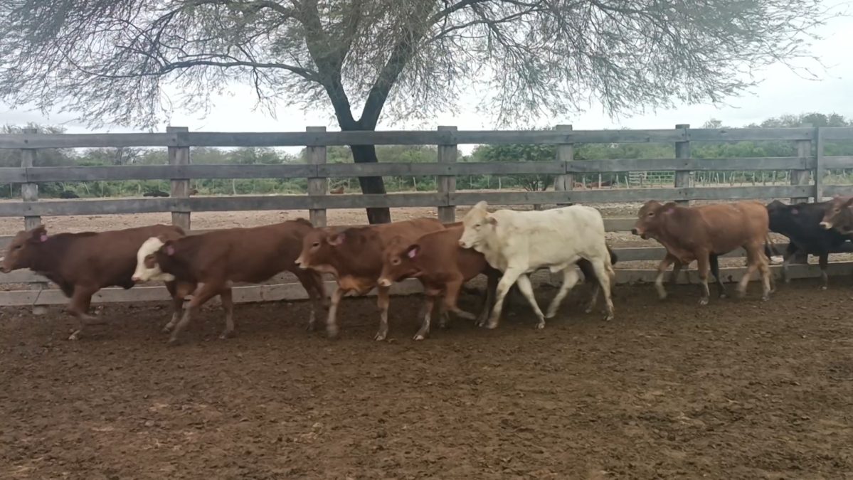 Feria Especial Regional Central Chaco ─ lote 13.2