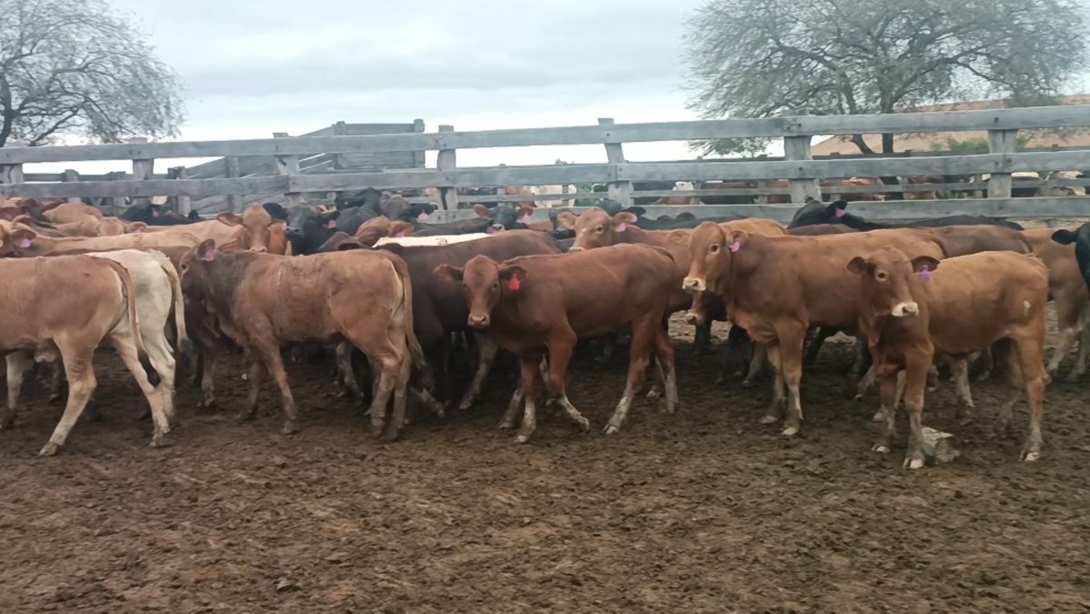 Feria Especial Regional Central Chaco ─ lote Lote 13 – N° insp. 5246