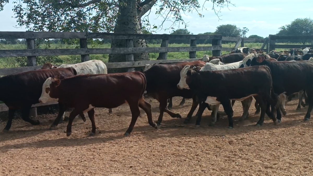 Feria Especial Regional Central Chaco ─ lote Lote 14 – N° insp. 5244
