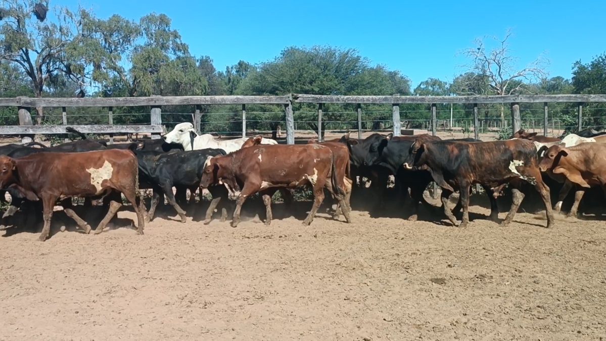 Feria Especial CEA ─ lote Lote 14 – N° insp. 5238